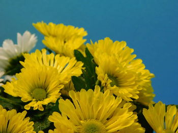 Close-up of yellow flowering plant