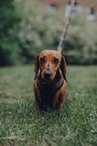 Portrait of dog sitting on grass field