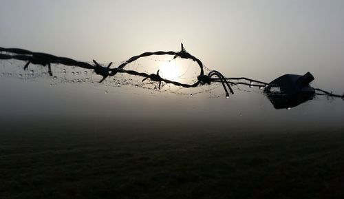 Close-up of wet silhouette plant against sky at dusk