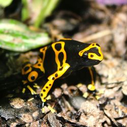 Close-up of butterfly on rock