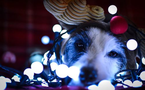 Close-up portrait of dog with illuminated string lights during christmas
