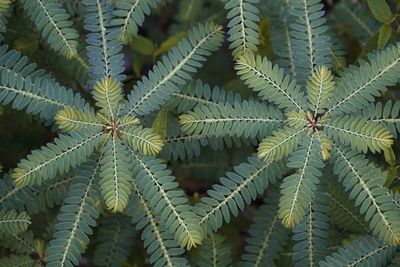 Close-up of fern leaves