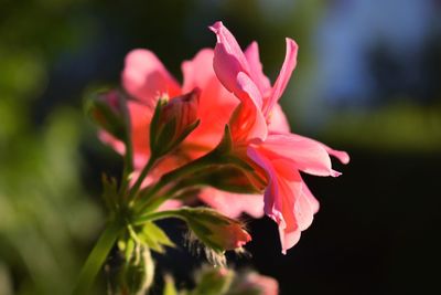 Close-up of pink flowering plant