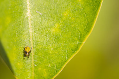 Close-up of tiny spider on leaf