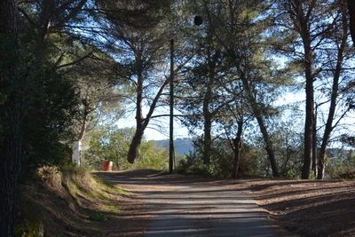 Road amidst trees in forest