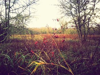 Flowers growing in field