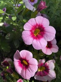 Close-up of pink flowering plants