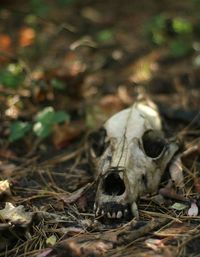 Close-up of animal skull