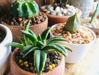 Close-up of fruits in bowl on table