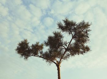 Low angle view of tree against sky