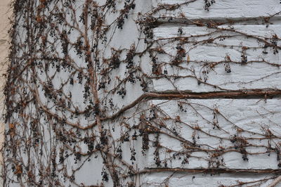 Close-up of tree trunk against wall