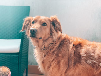 Portrait of a dog looking away