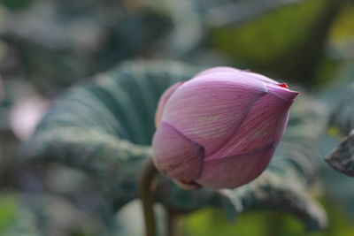 Close-up of pink lotus water lily