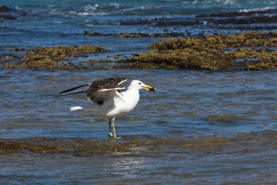 Kelp gull standing in seawater with mollusk
