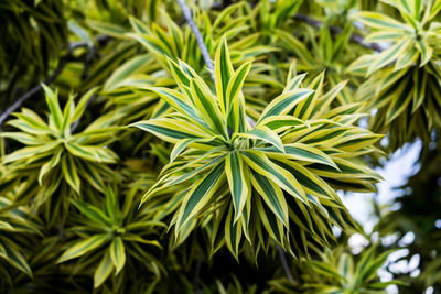 High angle view of plants