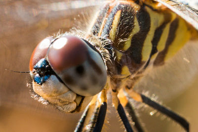 Close-up of fly