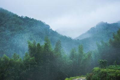 Trees in forest against sky