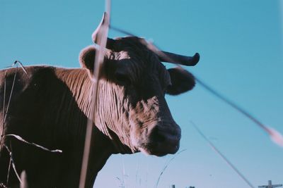 Close-up of a cow against the sky