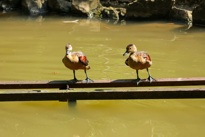 High angle view of birds in lake