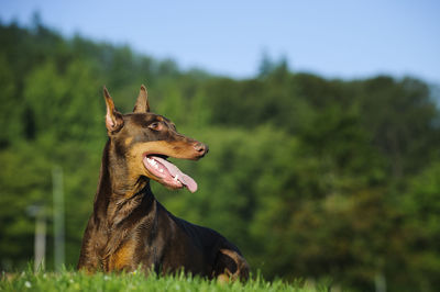 Doberman pinscher lying down on grassy field