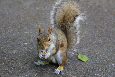 High angle view of squirrel eating on land