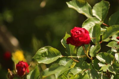 Close-up of red rose blooming outdoors