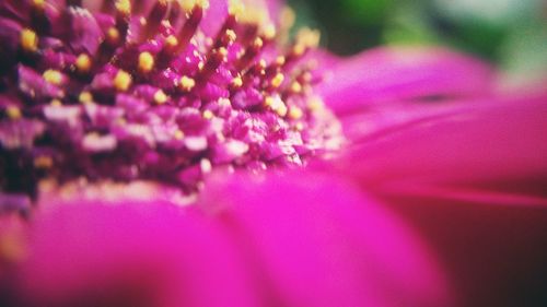 Extreme close-up of pink flower