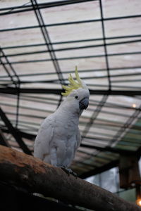 Close-up of bird