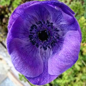 Close-up of purple flower