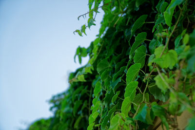 Low angle view of fresh green leaves against sky