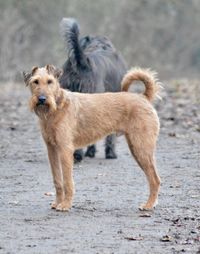 Dog standing outdoors