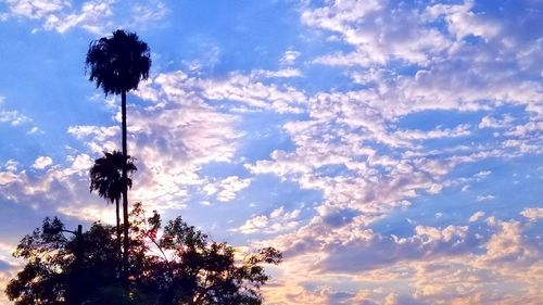 Low angle view of silhouette trees against sky