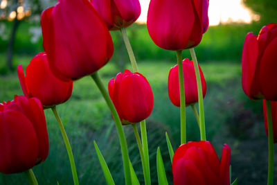 Close-up of red tulips in field