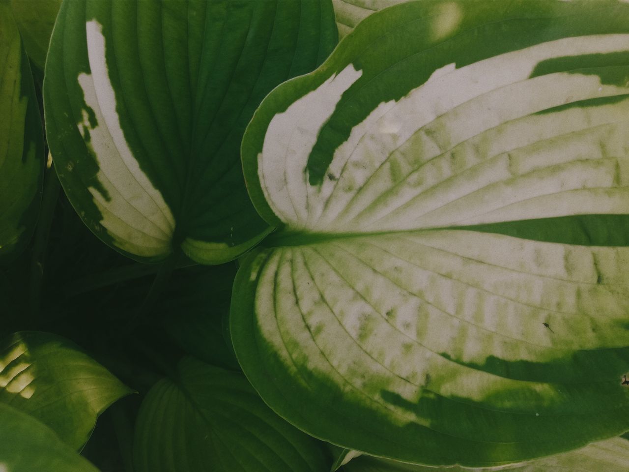 CLOSE-UP OF PLANT LEAVES