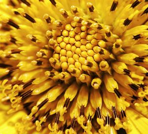Close-up of yellow flower