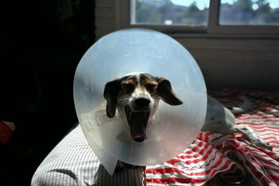 Close-up portrait of a dog