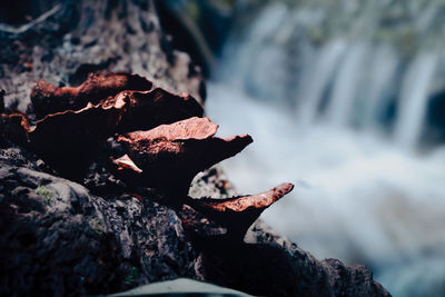 Close-up of rocks in water