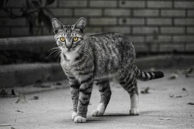Portrait of cat standing on street