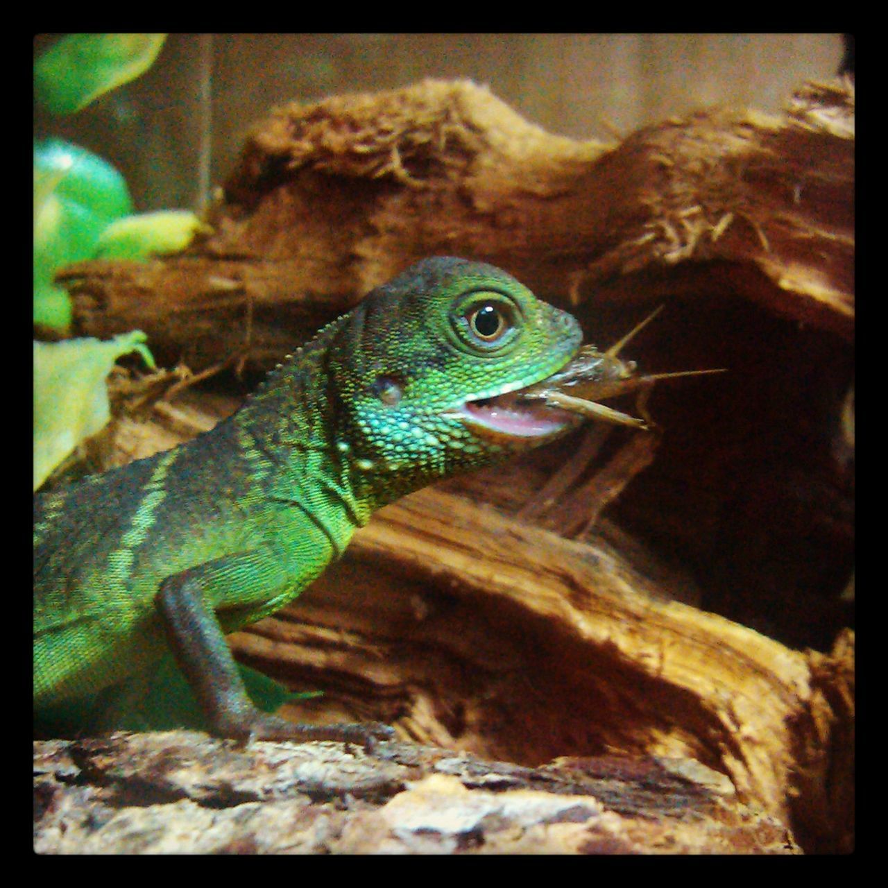 animal themes, one animal, animals in the wild, wildlife, transfer print, close-up, animal head, auto post production filter, reptile, side view, indoors, lizard, zoology, nature, looking away, vertebrate, selective focus, no people, focus on foreground, animal