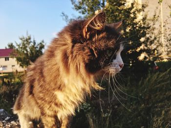 Close-up of a cat