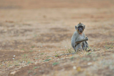 Portrait of monkey sitting on land