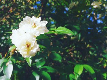 Close-up of white flowers growing on plant