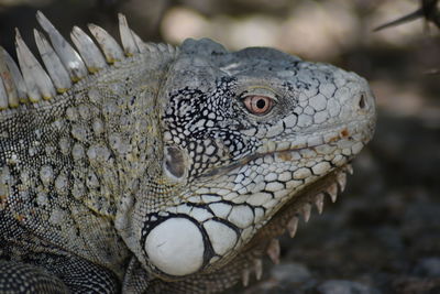 Close-up of a lizard