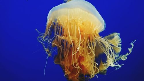 Close-up of jellyfish swimming in sea