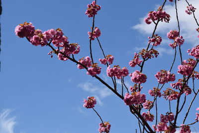 Low angle view of cherry blossom tree