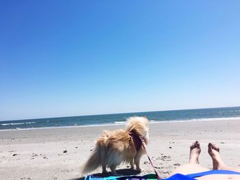 Scenic view of beach against blue sky