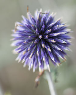 Close-up of purple flower blooming outdoors