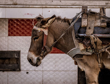 View of a donkey 