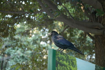 Low angle view of crow bird perching on branch