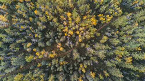 Full frame shot of trees in forest